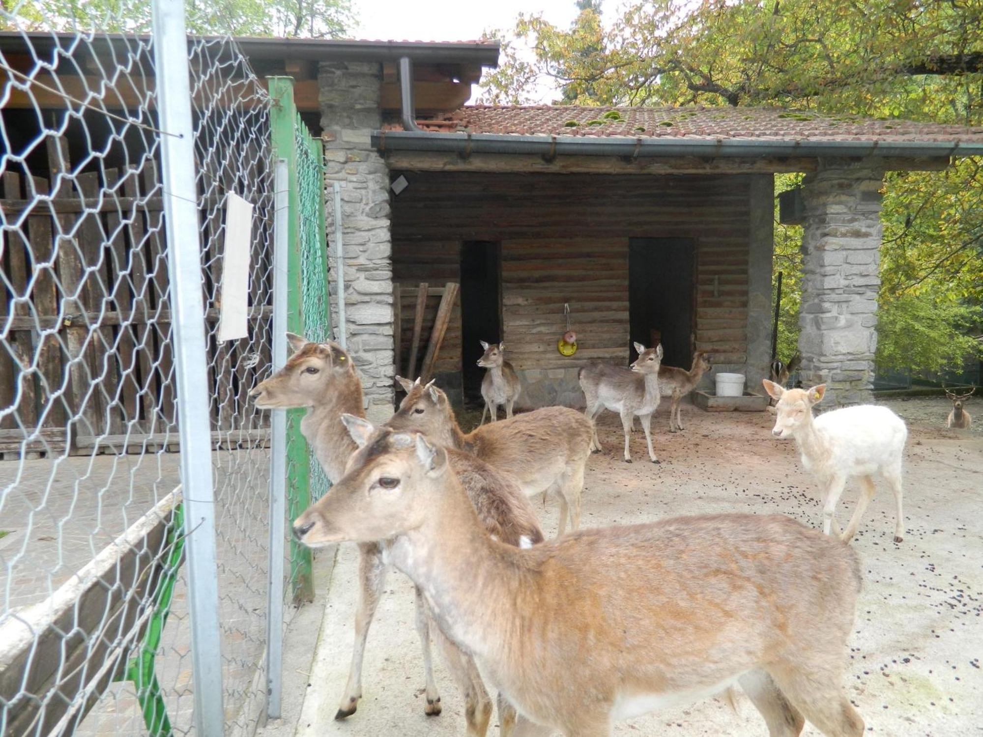 Lago Maggiore Holiday House, Lake View, Vignone Dumenza Dış mekan fotoğraf